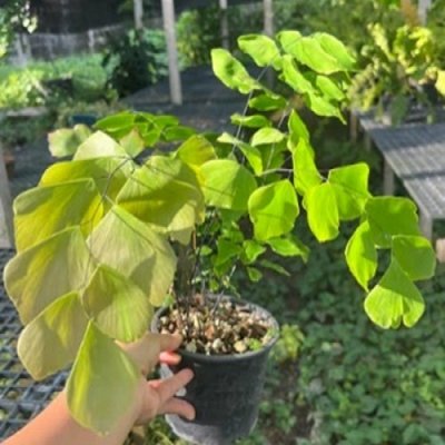 Adiantum peruvianum