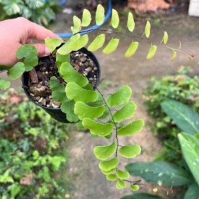 Adiantum philippense