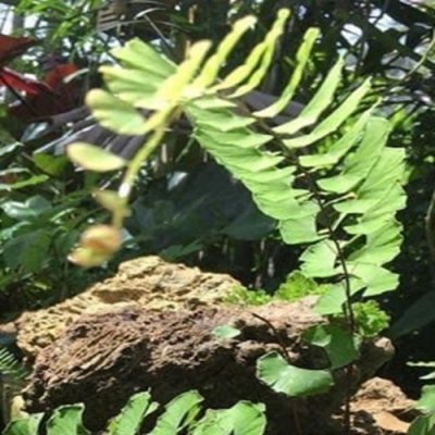 Adiantum philippense