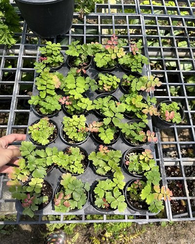 Adiantum soboliferum