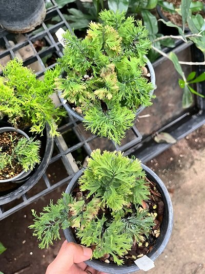 Adiantum tenerum "Diamond Dwarf"
