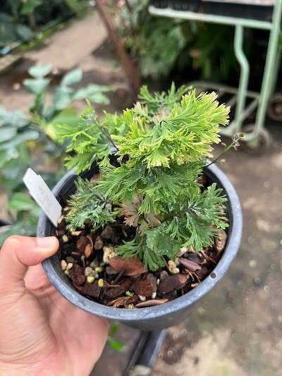 Adiantum tenerum "Diamond Dwarf"