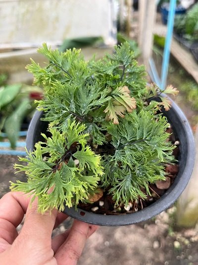 Adiantum tenerum "Diamond Dwarf"