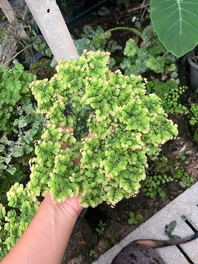 Adiantum tenerum Giant Bessoniae