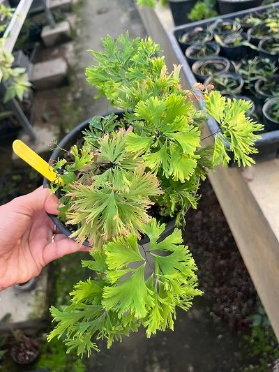 Adiantum tenerum "Jamaica"