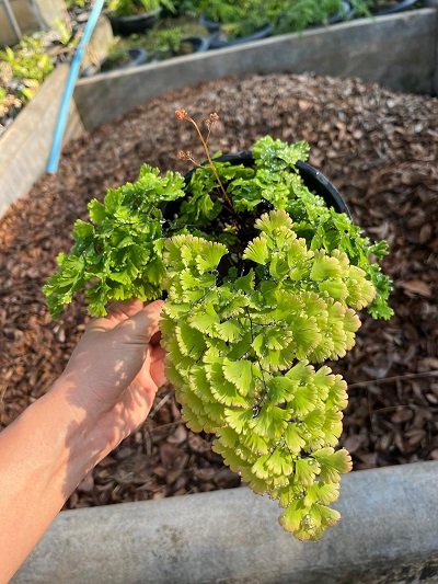 Adiantum tenerum "Konnnokindo"
