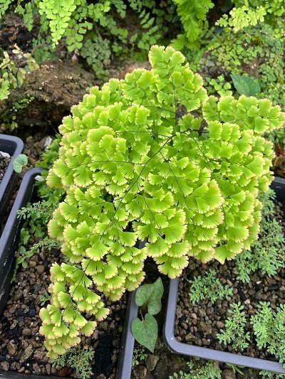 Adiantum tenerum "Konnnokindo"
