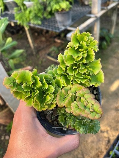 Adiantum tenerum "Plus-6"
