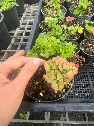 Adiantum tenerum "Sexy pink hybrid"