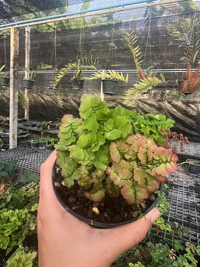 Adiantum tenerum "Sexy pink hybrid"