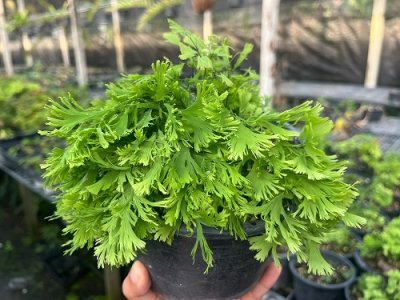 Adiantum tenerum "WAR" 