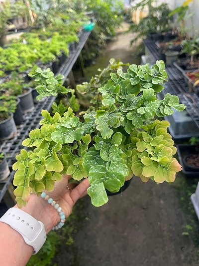 Adiantum tenerum "Yodnam mutation" #1