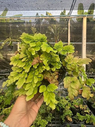  Adiantum tenerum "Yodnam mutation"