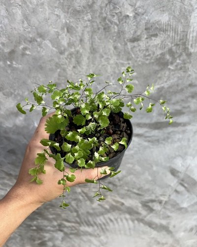 Adiantum tenerum cv.Deflaxum