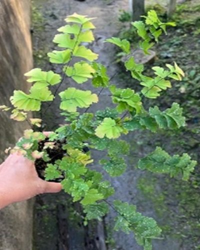 Adiantum tenerum cv.Bicolor