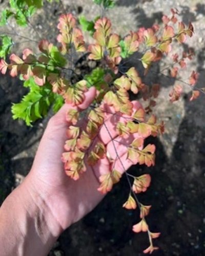 Adiantum tenerum cv.Bicolor hybrid