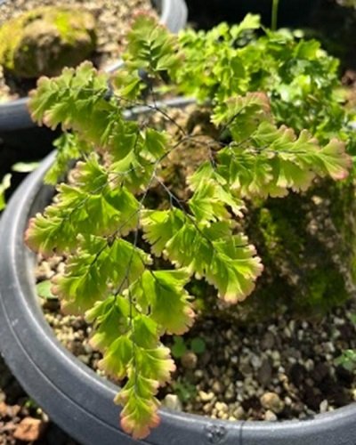 Adiantum tenerum cv.Bicolor hybrid