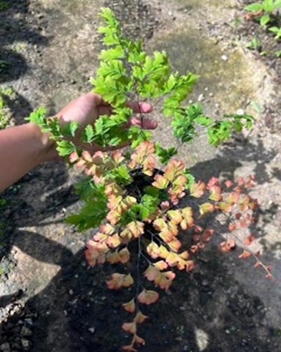 Adiantum tenerum cv.Bicolor hybrid