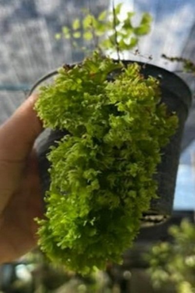 Adiantum capillus-veneris cv.Bubble Pop