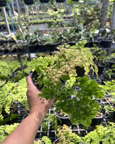 Adiantum tenerum cv.Diamond F1