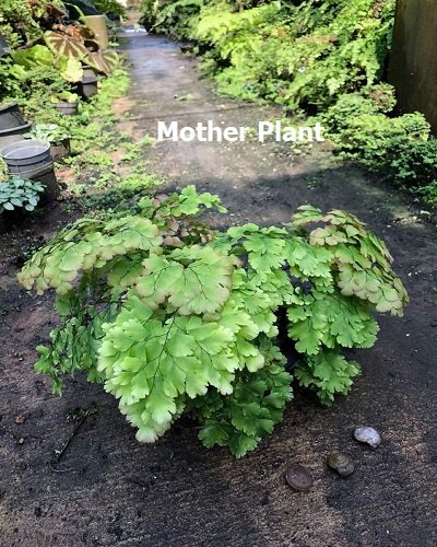 Adiantum tenerum cv.Diamond F1