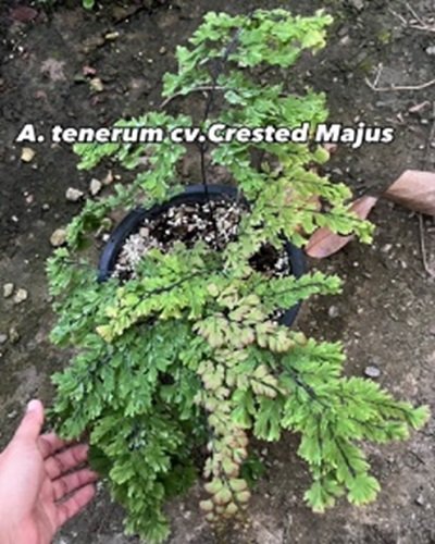 Adiantum tenerum cv.Crested Majus