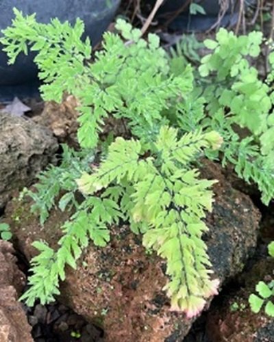 Adiantum tenerum cv.Crested Majus