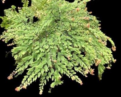 Adiantum tenerum cv.Crested Majus