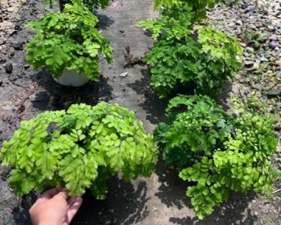 Adiantum tenerum cv.DIM-1 (Green)