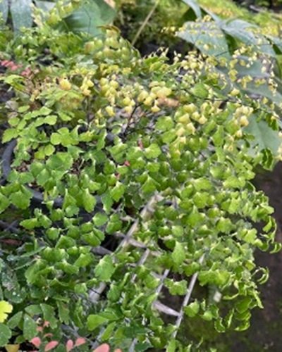Adiantum tenerum cv.Deflaxum
