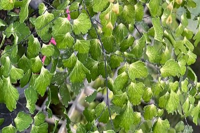 Adiantum tenerum cv.Deflaxum
