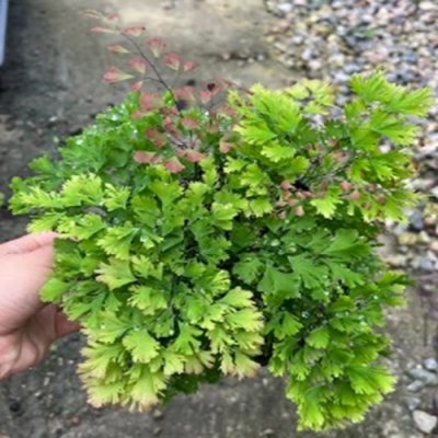 Adiantum tenerum cv.Diamond