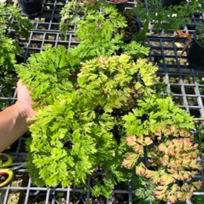 Adiantum tenerum cv.Diamond