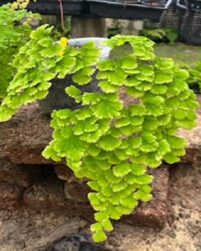 Adiantum tenerum cv.Farleyense
