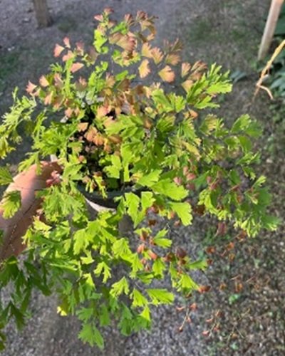 Adiantum tenerum cv.Fimbriatum