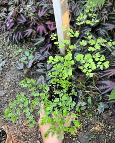 Adiantum tenerum cv.Fimbriatum