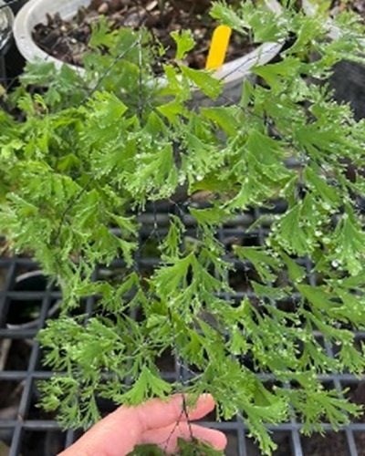 Adiantum tenerum cv.Fimbriatum (ป้าแอ๊ด)