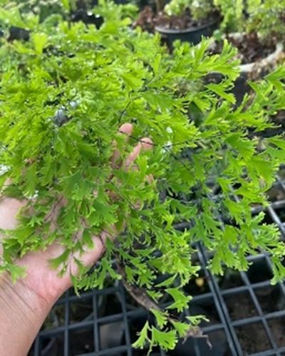 Adiantum tenerum cv.Fimbriatum (ป้าแอ๊ด)
