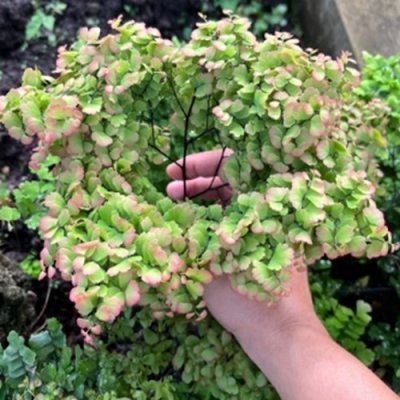 Adiantum tenerum cv.Giant Bessoniae