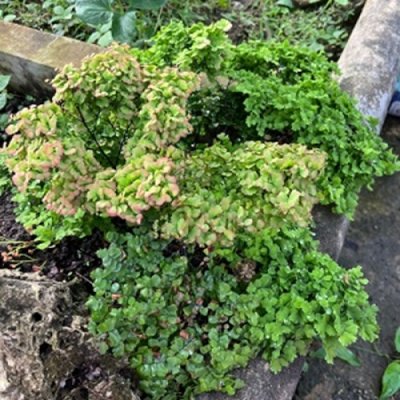 Adiantum tenerum cv.Giant Bessoniae