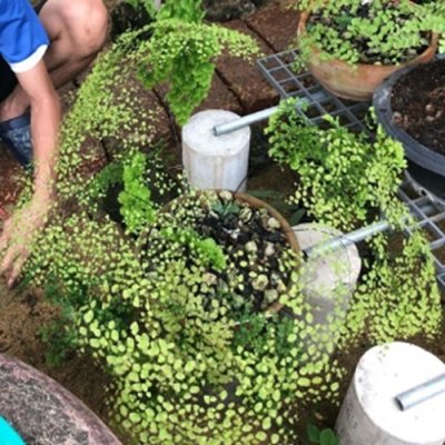 Adiantum tenerum cv.Indobaipang