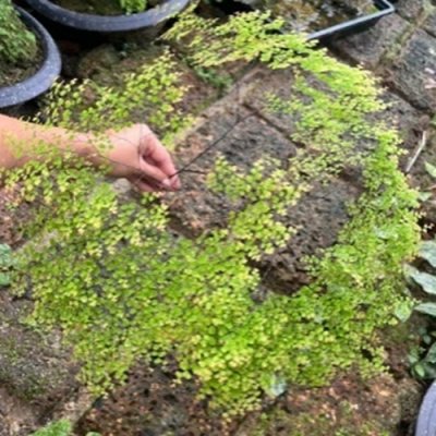 Adiantum tenerum cv.Indobaipang