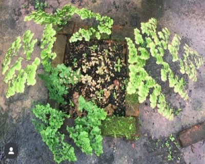 Adiantum tenerum cv.Indobaiyai