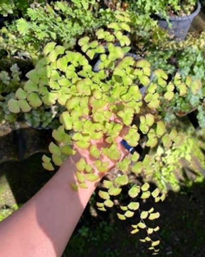 Adiantum tenerum cv.Indobaiyai