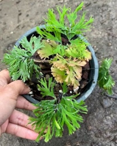 Adiantum tenerum cv.Jamaica
