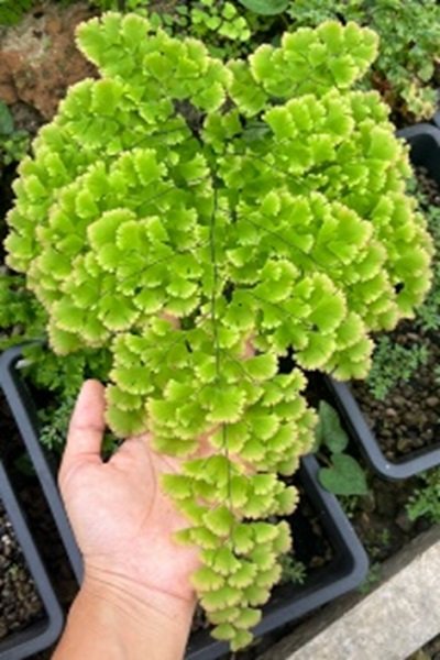 Adiantum tenerum cv.Konnnokindo
