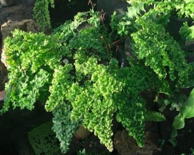 Adiantum tenerum cv.Konnnokindo