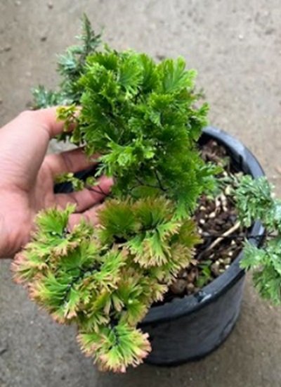 Adiantum tenerum cv.LIM1