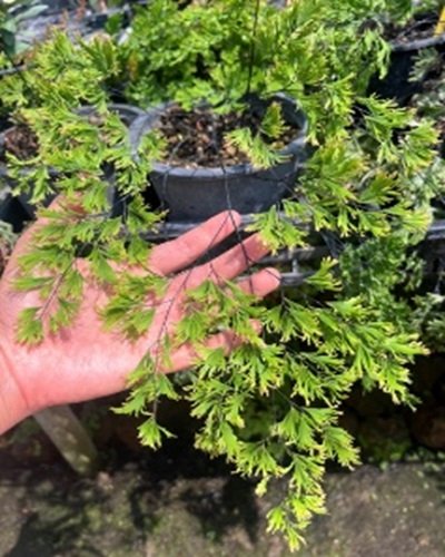 Adiantum tenerum cv.LIM2