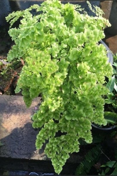 Adiantum tenerum cv.Lady Moxam